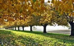 020 - herbst an der grenze